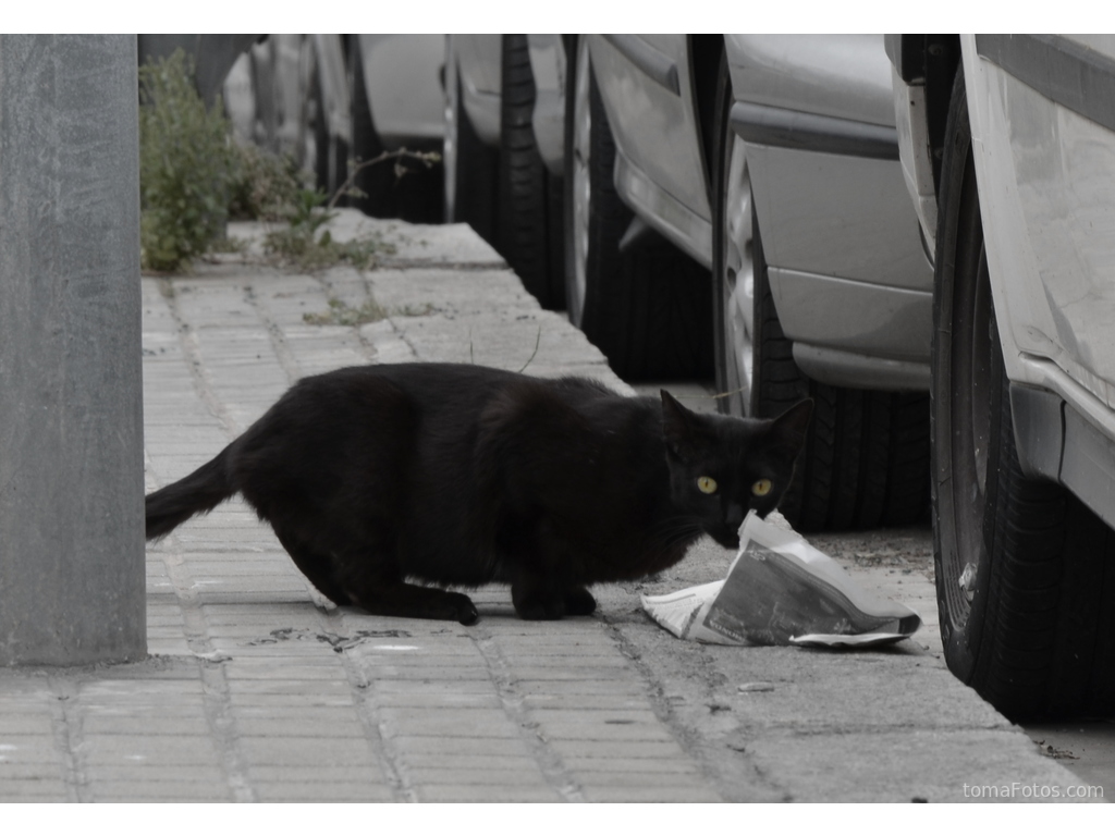 gato-negro-callejero