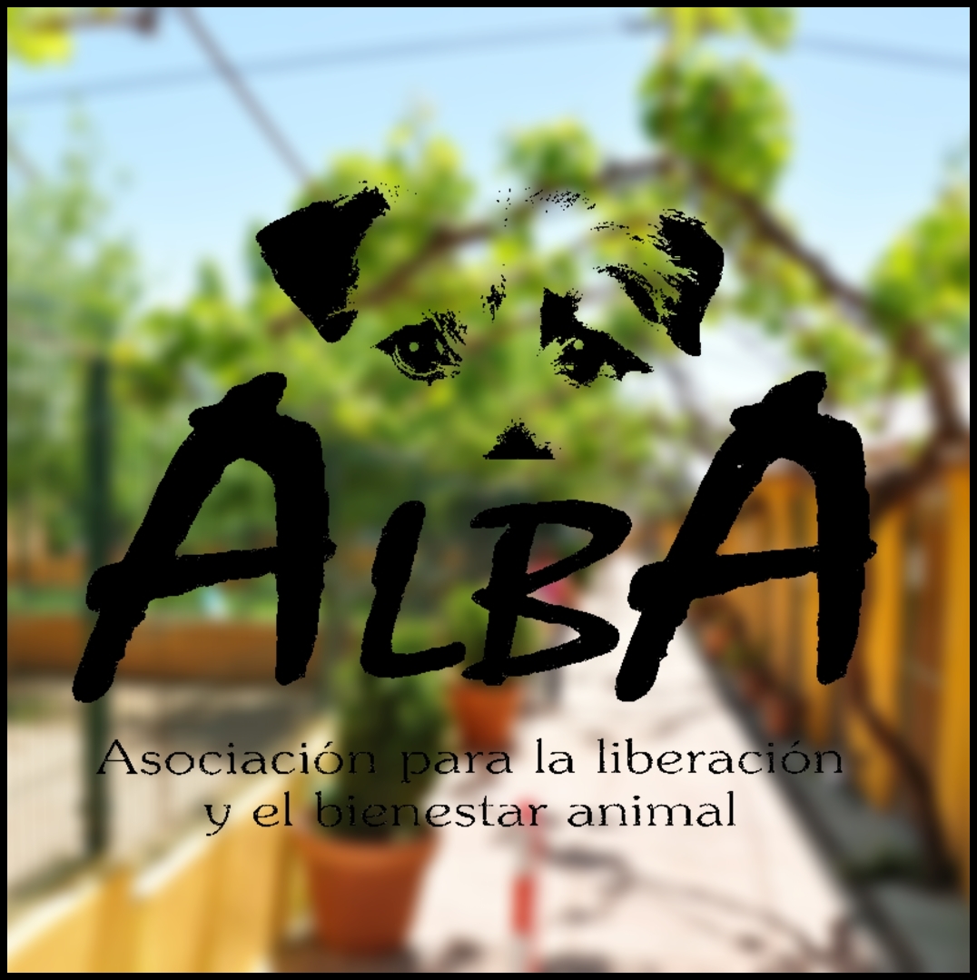 Quiénes somos? - el blog de Alba Online