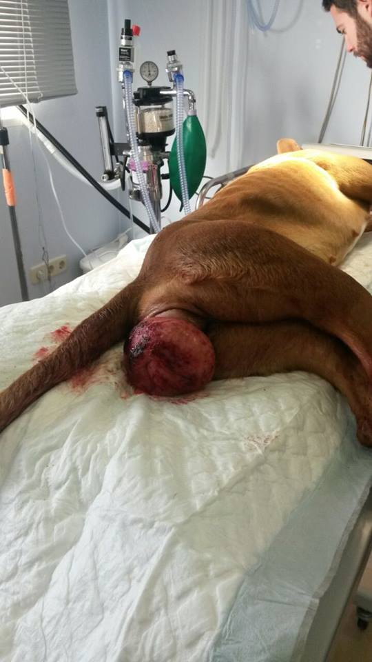 perra-violada-sevilla