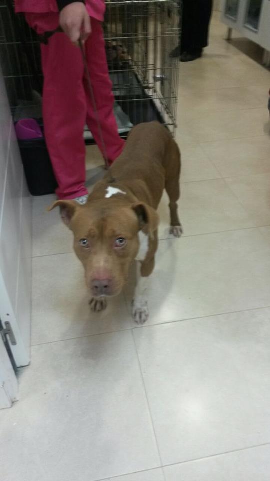 princesa-perra-sevilla