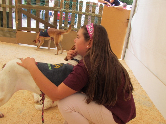 salon de la adopcion 2012 (173)