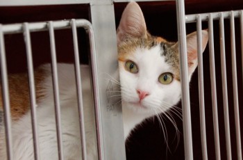 Gatos