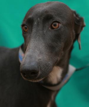 Brief eines spanischen Jagdhundes am Ende der Jagdsaison