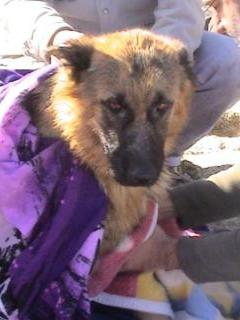 NEWSLETTER ALBA VIII