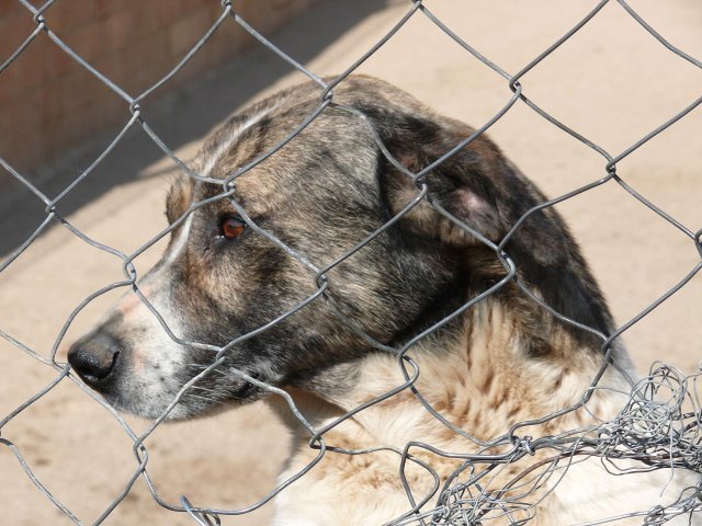La FAPAM rescata 53 perros en una finca de Cadalso de los Vidrios