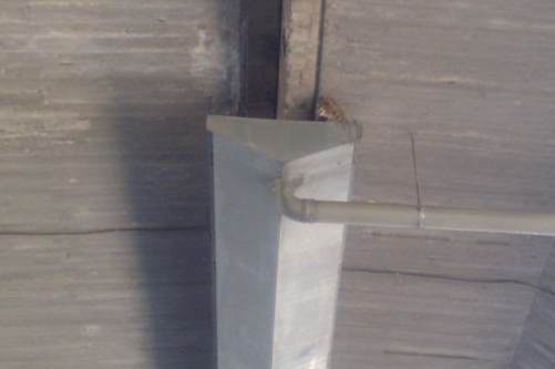 Rettungsaktion einer Katze