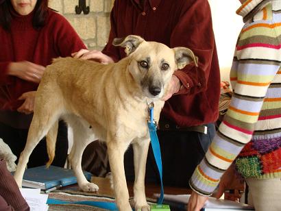 ALBA-Hunde werden mit Akupunktur behandelt