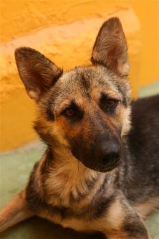 Bitte keine Kettenhaltung!