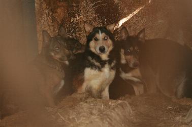 Rescatados 46 perros de una finca en Chinchón