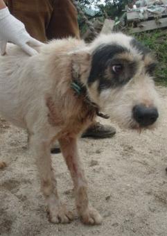 La Comunidad rescata a 16 perros enfermos en Hoyo de Manzanares