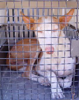 Pressenotiz des Madrider Tierschutzbundes (FAPA): 50 Podencos auf Ibiza beschlagnahmt in einer gemainsamen Aktion der Gemeinde San José, Ortspolizei, Tierschutz-Polizei und dem Madrider Tierschutzbund.