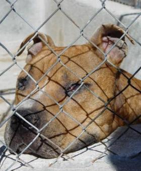 Drei Personen im Gefängnis und 317 beschlagnahmte Hunde in der