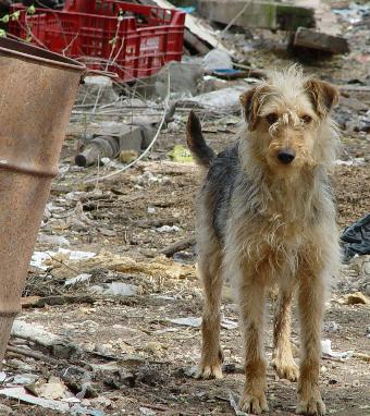 Befreiung von 10 Hunden von einem Gelände in Fuente el Saz