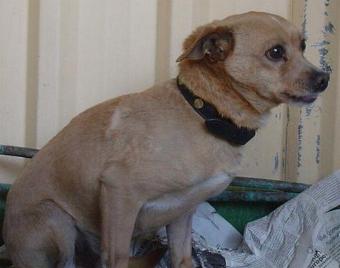 La Comunidad impone varias multas de (2.404,06 euros). por abandono de tres perros recogidos por ALBA