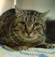 Befreiung von 40 Katzen in einem Dorf von Guadalajara