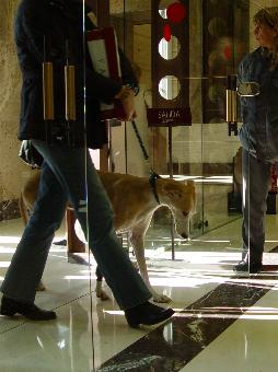 Übergabe von 50.000 Unterschriften gegen die Jagd mit Galgos im spanischen Umweltministerium