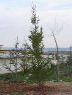 Das ALBA-Tierheim liegt nun im Wald