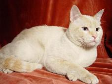 Katzenrettung an der Autobahn NVI