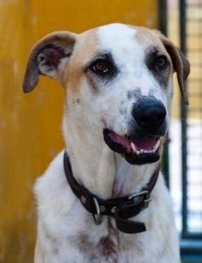 NEWSLETTER ALBA XIII