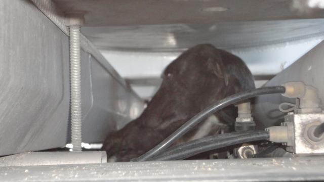 ALBA rescata a un polizón