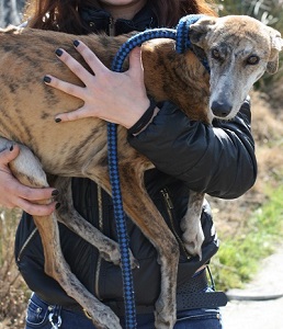 Protectoras de animales rescatan a una decena de galgos