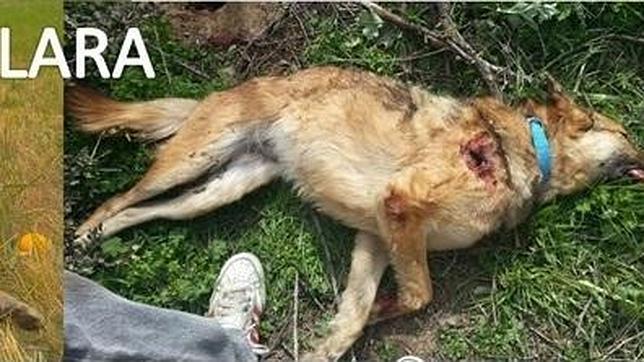 Matan de un tiro a una perra, cuando la paseaba su dueña