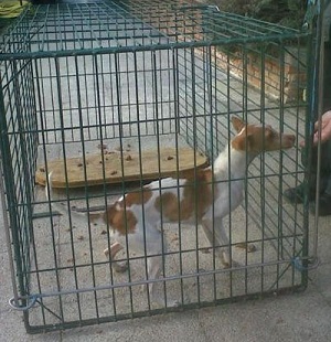 NEWSLETTER ALBA XVIII