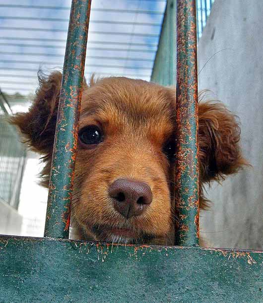 SOS en las perreras municipales