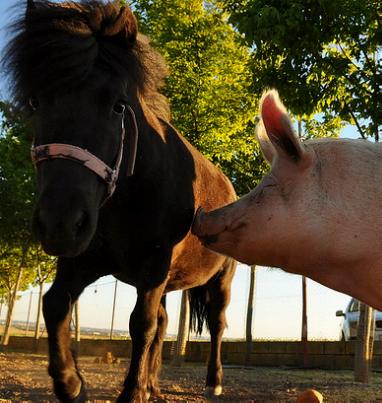 NEWSLETTER ALBA XIX (Sonderbericht 15 Jahre)