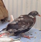 NEWSLETTER ALBA XX (Sonderbericht 15 Jahre)