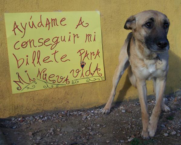 Ayuda a DAMA a llegar a su casa
