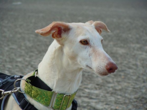 La FAPAM apoya a Waggingtale Films por su documental sobre galgos