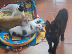 Comunicado de los gatos de ALBA