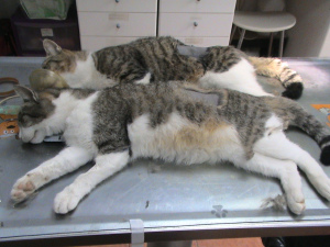 Masacre en Cuatro Vientos