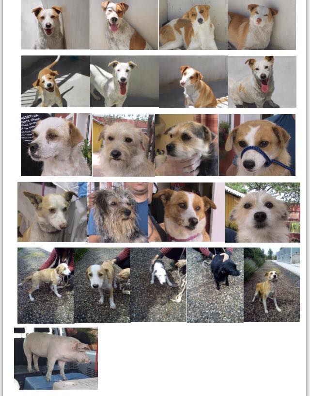 RESCATADOS 21 PERROS, 33 GATOS Y UN CERDO EL GALLINERO EN LA CAÑADA REAL