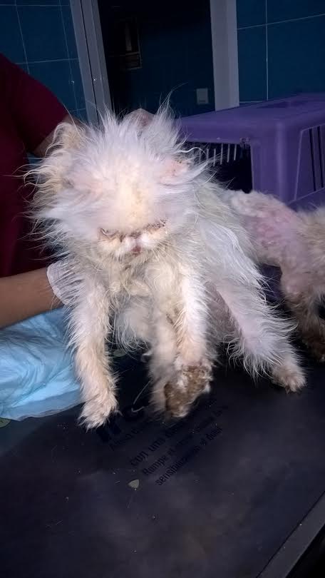 ALBA participa en el rescate de 25 gatos exóticos maltratados